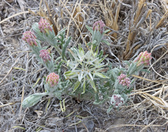 Chaenactis macrantha