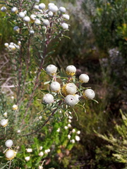 Leucadendron cinereum