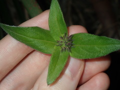 Opercularia aspera