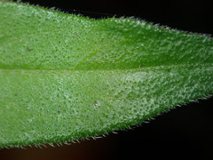 Opercularia aspera