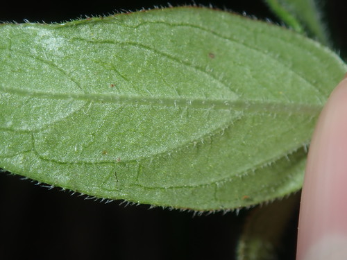 Image of Opercularia aspera by (c) Thomas Mesaglio, some rights reserved (CC BY)