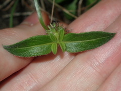 Opercularia aspera