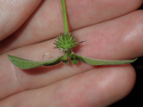 Image of Opercularia aspera by (c) Thomas Mesaglio, some rights reserved (CC BY)
