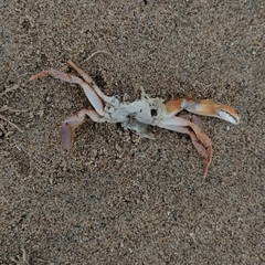 Liocarcinus holsatus