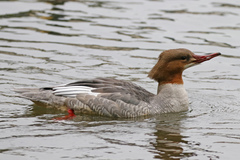 Mergus merganser