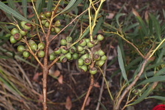 Eucalyptus pulchella