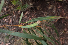Eucalyptus pulchella