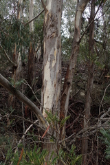 Eucalyptus pulchella