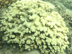 Porites rus