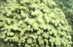 Porites rus