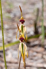 Caladenia ensata