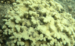Porites rus
