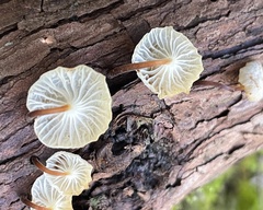 Gloiocephala cryptomeriae