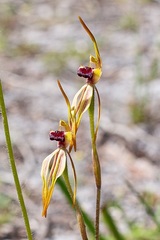 Caladenia ensata