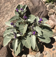 Solanum ellipticum