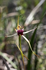 Caladenia thinicola