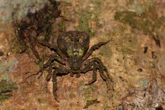 Stephanopis altifrons