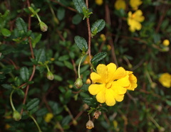 Hibbertia appressa