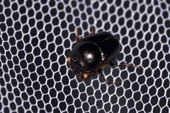 Onthophagus sydneyensis