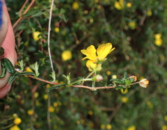 Hibbertia appressa