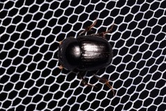 Onthophagus sydneyensis