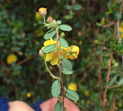 Hibbertia appressa