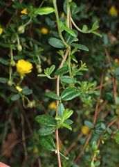 Hibbertia appressa