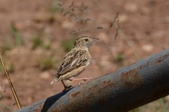 Cisticola textrix
