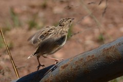 Cisticola textrix
