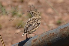 Cisticola textrix