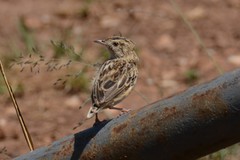 Cisticola textrix