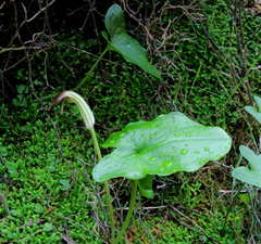 Arisarum vulgare vulgare