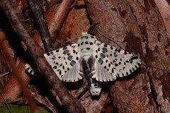 Kamalia australis
