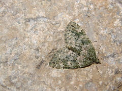 Chloroclysta