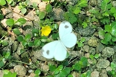 Leptosia nina