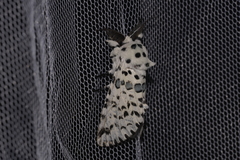 Kamalia australis