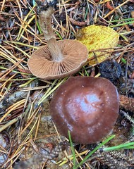 Cortinarius aptecohaerens