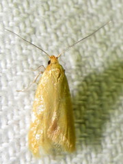 Aeolothapsa malacella