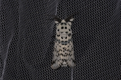 Kamalia australis