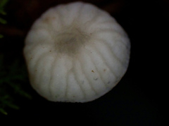 Gloiocephala cryptomeriae