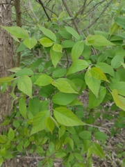 Lonicera maackii