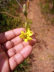 Moraea bellendenii