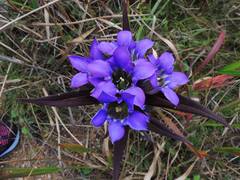 Gentiana scabra