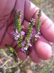 Muraltia serpylloides