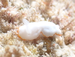 Goniobranchus verrieri