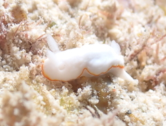 Goniobranchus verrieri