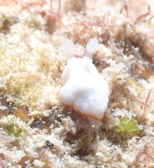 Goniobranchus verrieri