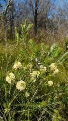 Melaleuca capitata