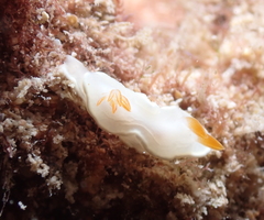 Ardeadoris angustolutea