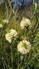 Melaleuca capitata